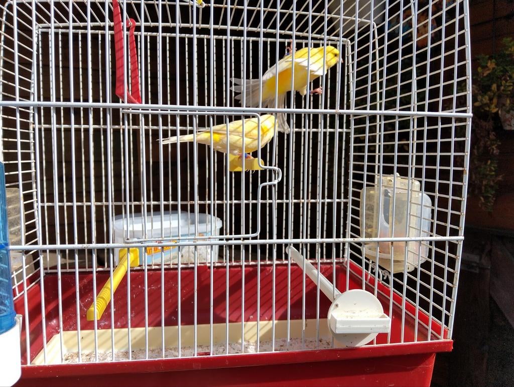 Kanaries, Dieren en Toebehoren