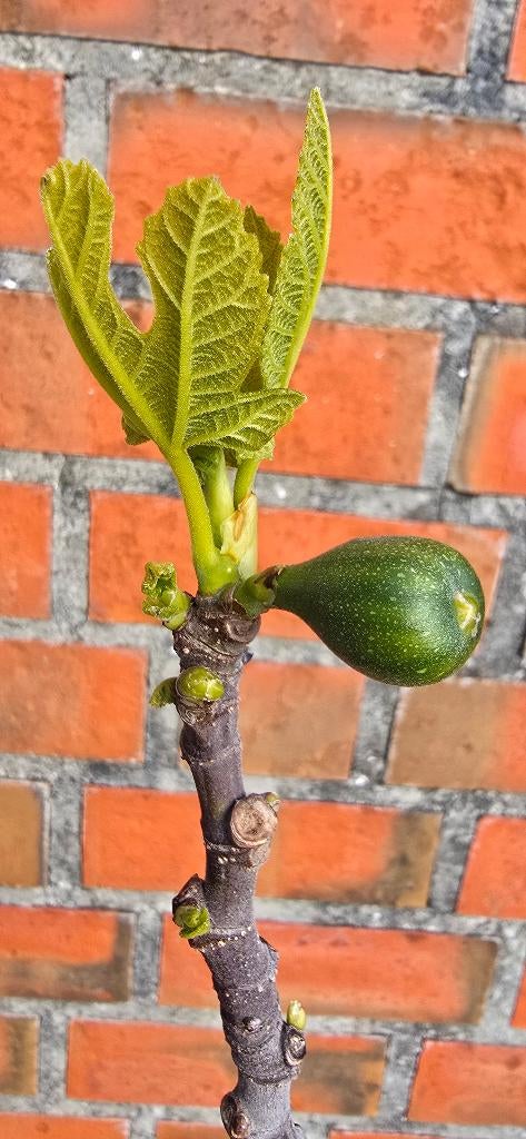 Figuier 'BROWN TURKEY' Ficus Carica 1v12, Jardin & Terrasse, Plantes | Arbres fruitiers, Figuier, En pot, Plein soleil, Enlèvement