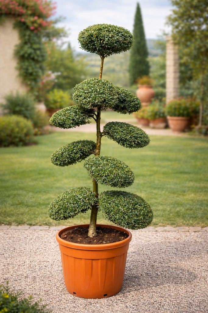 Ilex Crenata strong Caroline, Enlèvement, Ombre partielle