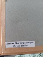 Vlinders in kader taxidermi, Ophalen, Gebruikt, Insect, Beeldje of Figuurtje