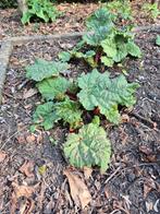 Rabarberplant, Jardin & Terrasse, Plantes | Jardin, Enlèvement, Plante fixe, Plantes potagères, Plein soleil