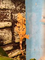 Jonge Wimpergecko Dalmatiër 1.0, Dieren en Toebehoren, Reptielen en Amfibieën