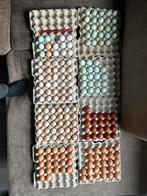 Broedeieren raskippen, Sport en Fitness, Ophalen of Verzenden, Zo goed als nieuw