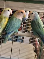 Roseicollis, Animaux & Accessoires, Plusieurs animaux, Perroquet nain ou Inséparable