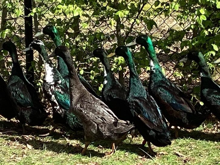 Loopeenden 2025, Dieren en Toebehoren, Pluimvee, Eend, Meerdere dieren