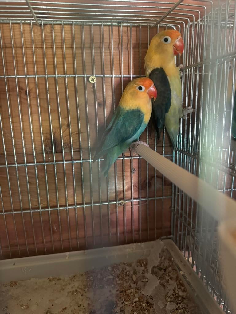 Couple reproducteur agapornis yellow face, Animaux & Accessoires, Oiseaux | Perruches & Perroquets, Mâle