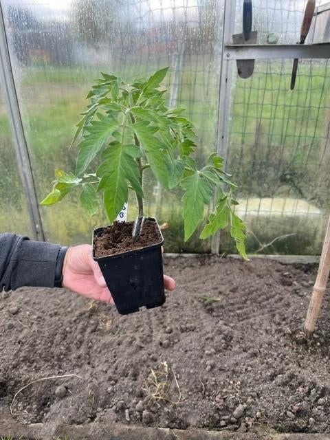 Tomaten, snoep en kerstomatenplanten, Ophalen, Volle zon, Groenteplanten, Eenjarig