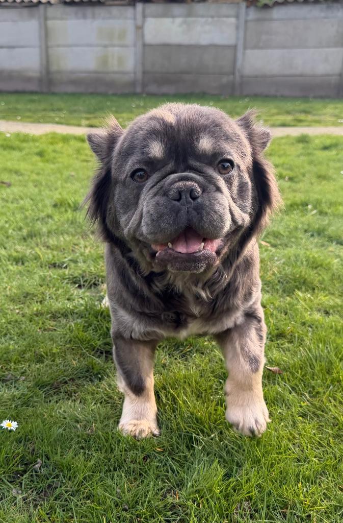 Fluffy Frenchie Fluffy Franse bulldog, Dieren en Toebehoren, Honden | Bulldogs, Pinschers en Molossers, Teef, Bulldog, Fokker | Hobbymatig