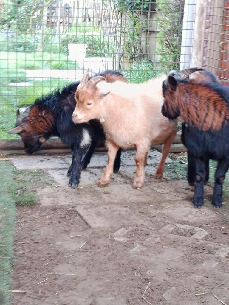 3 mooie , stevige gebouwde geitenbokjes