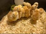 Kuikentjes Isa Brown zoeken nieuwe thuis, Dieren en Toebehoren, Geslacht onbekend, Kip
