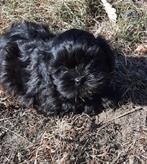 Lhasa Apso, België, Overige rassen, CDV (hondenziekte), 8 tot 15 weken