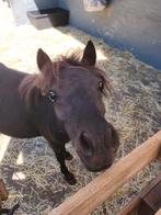 Mini shetland (75cm) hengst jaarling, Dieren en Toebehoren, Pony's, Hengst