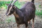 GEZOCHT – chocoladekleurige  dwerggeitje, Animaux & Accessoires, Moutons, Chèvres & Cochons
