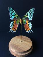 Véritable Papillon Exotique Urania Ripheus sous cloche verre, Collections, Insecte, Animal empaillé, Enlèvement ou Envoi, Neuf