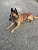 Mechelse herder reu afgerichte politiehond & bewakingshond, België, Fokker | Hobbymatig, Reu, CDV (hondenziekte)