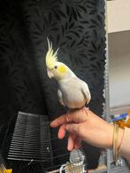 Tamme valkparkiet & grasparkiet, Dieren en Toebehoren, Vogels | Parkieten en Papegaaien, Parkiet, Tam