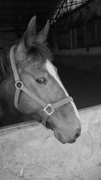 demi-pension, Animaux & Accessoires, Envoi