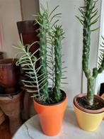 Ronde schijfcactus opuntia diverse groottes, Enlèvement, Cactus