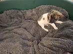 Merle Jack Russell pup, Dieren en Toebehoren, Honden | Jack Russells en Terriërs, België, Jack Russell Terriër, 8 tot 15 weken