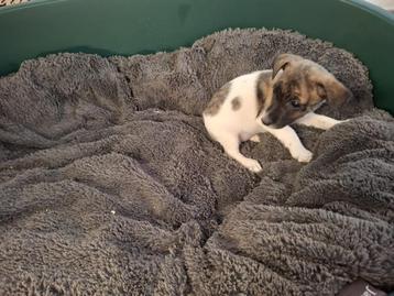 Merle Jack Russell pup beschikbaar voor biedingen
