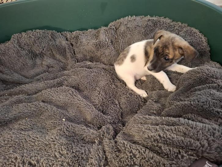 Merle Jack Russell pup, Dieren en Toebehoren, Honden | Jack Russells en Terriërs, Geslacht onbekend, Jack Russell Terriër, Fokker | Professioneel