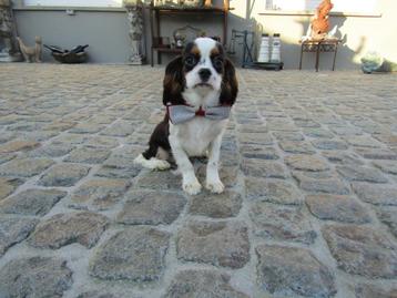 King charles spaniel puberpuppy reutje