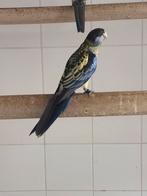 Brown Rosella’s