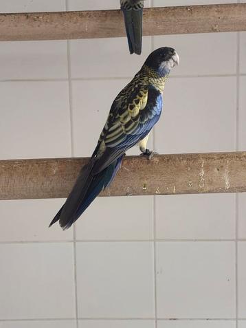 Brown Rosella’s beschikbaar voor biedingen