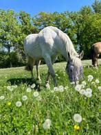 Warmbloed merrie - paard, Dieren en Toebehoren, Paarden, Merrie