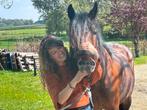 Taping, shiatsu massage, hoefreflexologie voor paarden., Dieren en Toebehoren