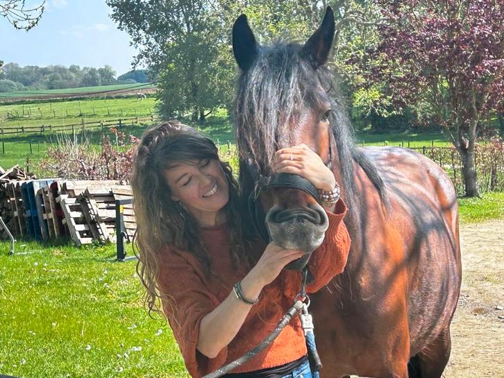 Taping, shiatsu massage, hoefreflexologie voor paarden., Dieren en Toebehoren, Paarden