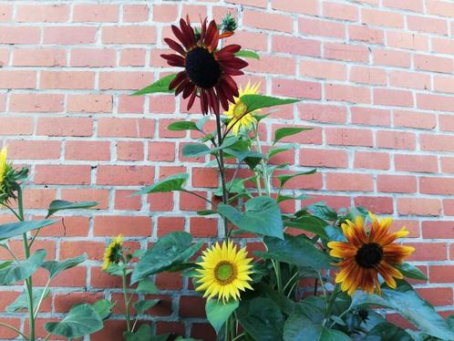 Zaai kleur en fleur - prachtige bloemzaden voor elke tuin, Tuin en Terras, Planten | Tuinplanten, Overige soorten, Ophalen of Verzenden