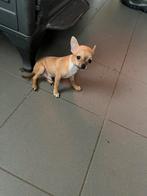 Klein chichuaua reutje, België, Particulier, Reu, CDV (hondenziekte)