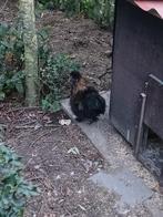 Jonge zijdehoen haan, Dieren en Toebehoren, Pluimvee, Mannelijk, Kip