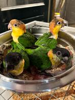 Caique papegaai, Dieren en Toebehoren, Vogels | Parkieten en Papegaaien, Papegaai