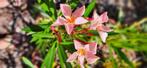 Roze oleanders, Tuin en Terras, Zomer, Vaste plant, Overige soorten, Ophalen