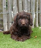 Prachtige medium Labradoodle pups (beide ouders labradoodle), België, Overige rassen, CDV (hondenziekte), 8 tot 15 weken