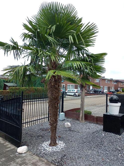 2 Palmbomen, Jardin & Terrasse, Plantes | Arbres, Palmier, 250 à 400 cm, Plein soleil, Été, Enlèvement