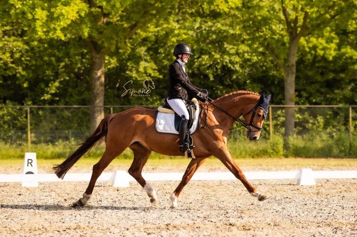 Veelzijdige 12 jarige fokmerrie uit goede stam, Dieren en Toebehoren, Paarden en Pony's | Dekhengsten en Fokmerries, Merrie