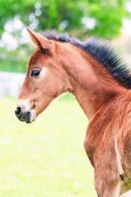 zeer kwalitatief PRE merrie veulen, Dieren en Toebehoren, Paarden, Meerdere dieren
