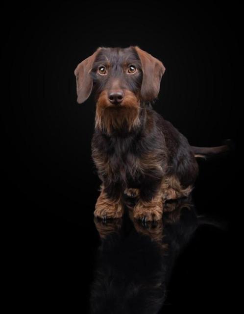 Ruwharige Kaninchenteckel pups met stamboom, Dieren en Toebehoren, Honden | Teckels en Dashonden, Meerdere dieren, Ruwhaar, Kaninchen