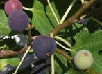 figuiers, Jardin & Terrasse, Plantes | Arbres fruitiers, En pot, Été, 100 à 250 cm, Figuier