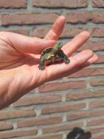 2 streepnek waterschildpadjes, Dieren en Toebehoren, Reptielen en Amfibieën, Schildpad