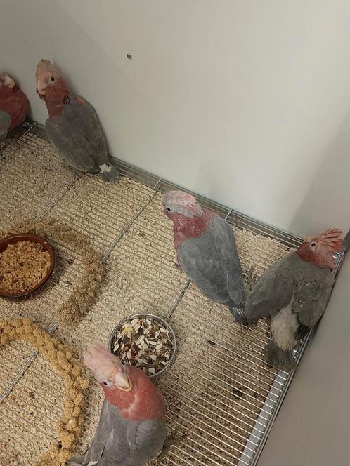 Tamme baby Rose Kakatoes met DNA en getest op alle ziektes, Dieren en Toebehoren, Vogels | Parkieten en Papegaaien, Papegaai, Meerdere dieren