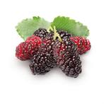 Boysenbessen, heerlijke bramen met donker paarse vruchten, Jardin & Terrasse, Plantes | Arbres fruitiers, En pot, Printemps, Autres espèces