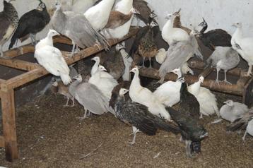 Jonge pauwen van 2025. Witte, blauwe en zwartvleugel. beschikbaar voor biedingen