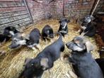 Duitse herder pups, Dieren en Toebehoren, CDV (hondenziekte), Particulier, Meerdere, 8 tot 15 weken
