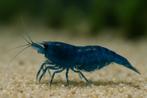 Neocaridina blue velvet/blue dream garnalen, Dieren en Toebehoren, Vissen | Aquariumvissen, Kreeft, Krab of Garnaal, Zoetwatervis