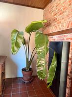 Strelitzia Nicolai, Ophalen, Overige soorten, In pot, 150 tot 200 cm