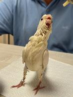 Handtamme albino valkparkiet, Dieren en Toebehoren, Reptielen en Amfibieën